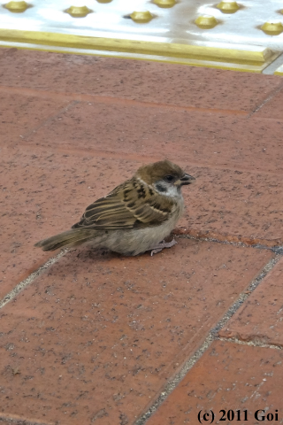 スズメ : A Eurasian Tree Sparrow