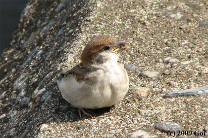スズメ : A Eurasian Tree Sparrow
