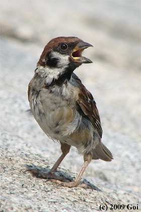 スズメ : A Eurasian Tree Sparrow