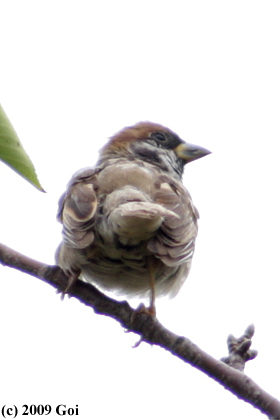 スズメ : A Eurasian Tree Sparrow