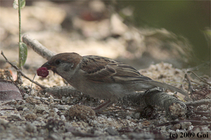 スズメ : A Eurasian Tree Sparrow