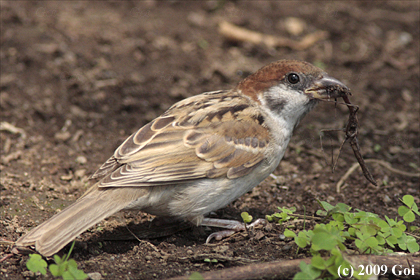 スズメ : A Eurasian Tree Sparrow