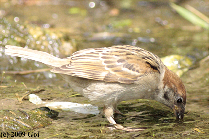 スズメ : A Eurasian Tree Sparrow