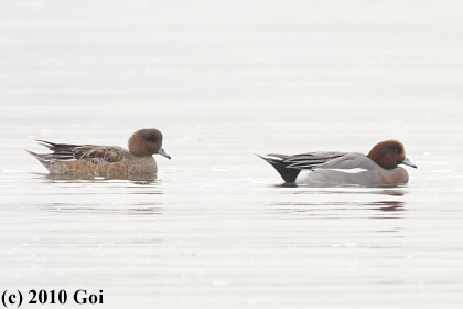 ヒドリガモ : Eurasian Wigeons