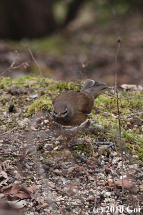 マミチャジナイ : An Eyebrowed Thrush