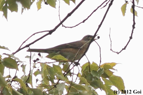 マミチャジナイ : An Eyebrowed Thrush