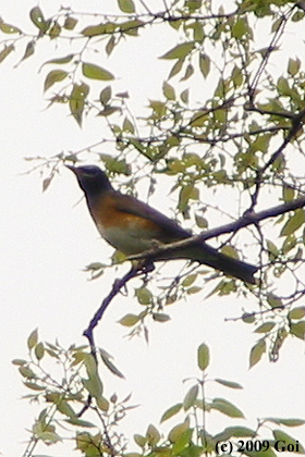 マミチャジナイ : An Eyebrowed Thrush