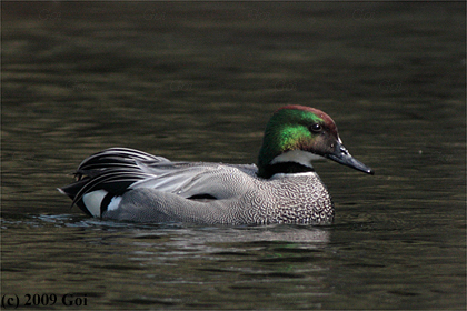 ヨシガモ : A Falcated Ducks