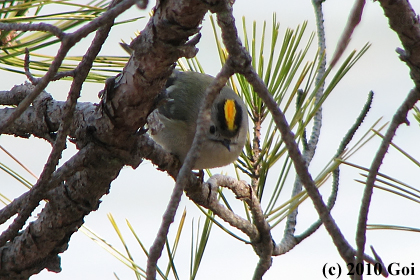 キクイタダキ : Goldcrests