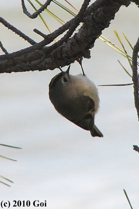 キクイタダキ : Goldcrests