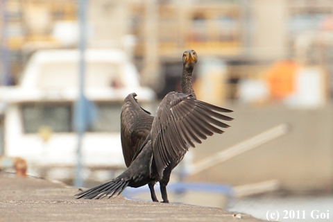 カワウ : A Great Cormorant