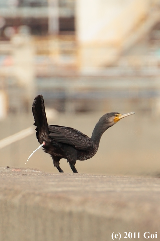 カワウ : A Great Cormorant