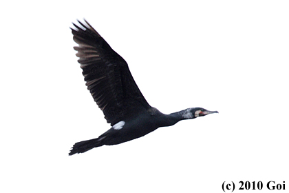 カワウ : A Great Cormorant