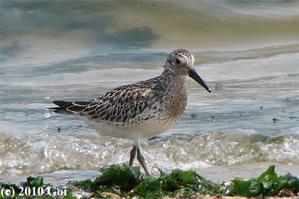 オバシギ : A Great Knot