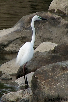 ダイサギ : A Great White Egret