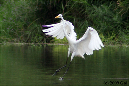 ダイサギ : A Great White Egret