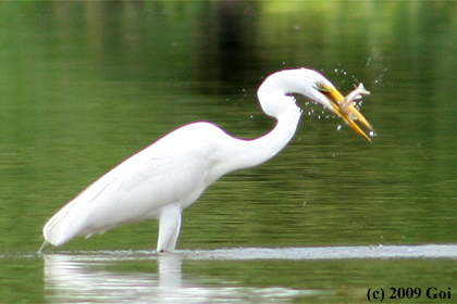 ダイサギ : A Great White Egret