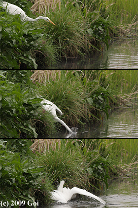ダイサギ : A Great White Egret