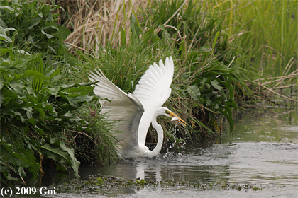 ダイサギ : A Great White Egret