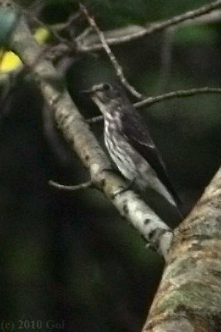 エゾビタキ : A Grey-streaked Flycatcher