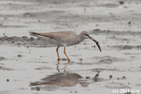 キアシシギ : A Grey-tailed Tattler