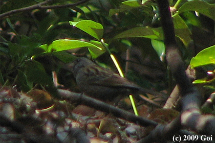 クロジ : A Grey Bunting