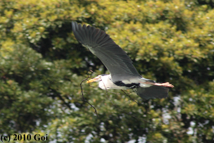 アオサギ : A Grey Heron