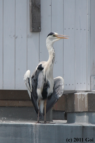 アオサギ : A Grey Heron