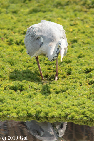 アオサギ : A Grey Heron