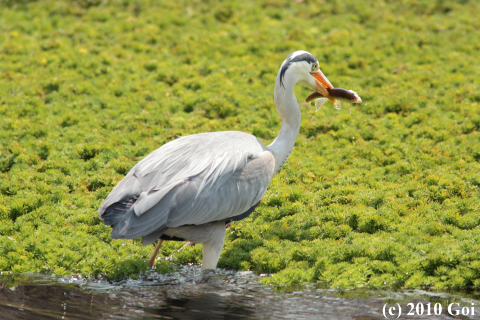 アオサギ : A Grey Heron