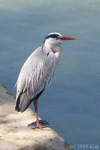 アオサギ : A Grey Heron