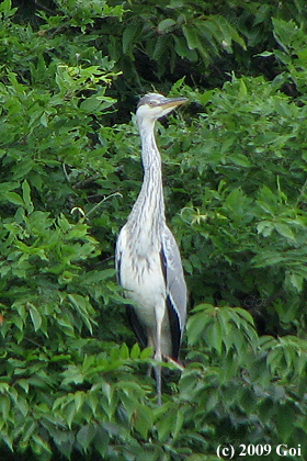 アオサギ : A Grey Heron