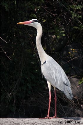 アオサギ : A Grey Heron