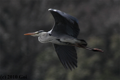 アオサギ : A Grey Heron