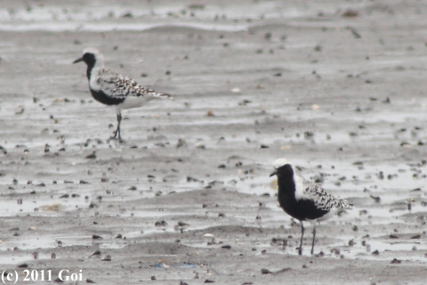 ダイゼン : Grey Plovers