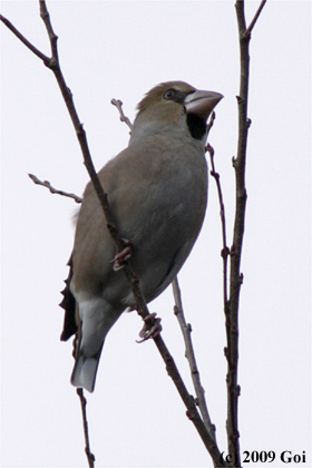 シメ : A Hawfinch