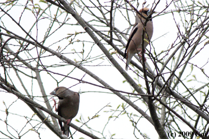 シメ : Hawfinches