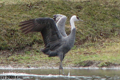 ナベヅル : A Hooded Crane