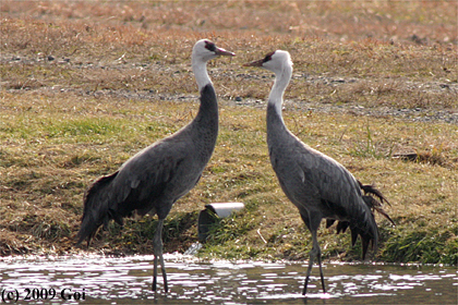 ナベヅル : Hooded Cranes