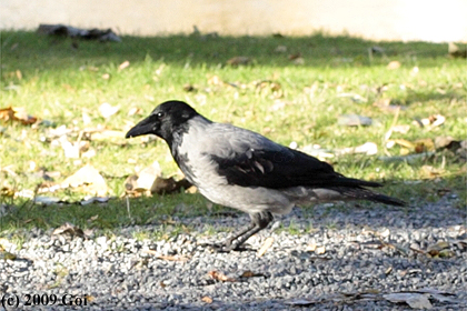 (和名不詳) : A Hooded Crow
