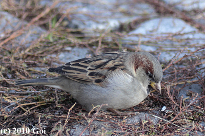 イエスズメ : A House Sparrow