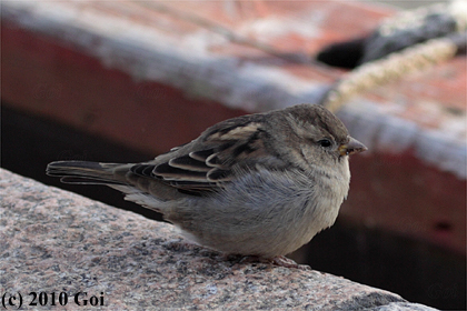 イエスズメ : A House Sparrow