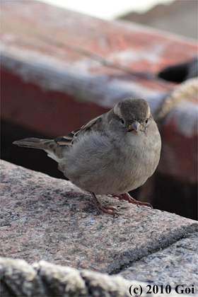 イエスズメ : A House Sparrow