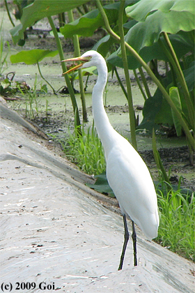 チュウサギ : An Intermediate Egret