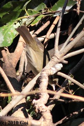 ウグイス : A Japanese Bush Warbler