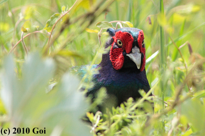 キジ : A Japanese Green Pheasant