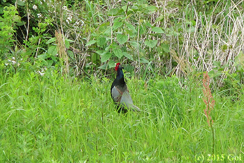 キジ : A Japanese Green Pheasant