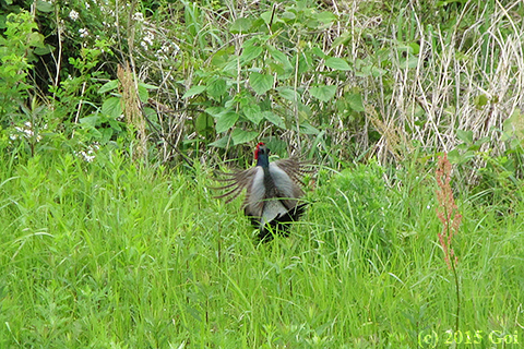 キジ : A Japanese Green Pheasant