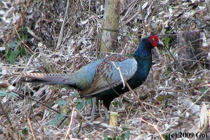 キジ : A Japanese Green Pheasant