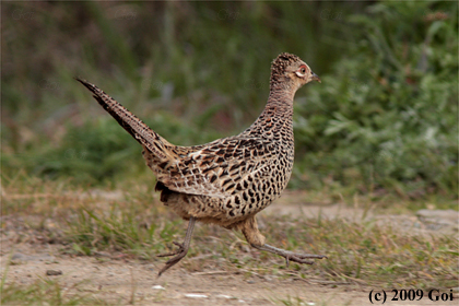 キジ : A Japanese Green Pheasant